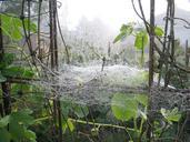 spider-web-mist-leaf-tree-245271.jpg