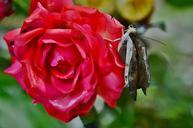 red-rose-nature-flower-floral-547503.jpg