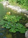 water-lilies-quarry-baden-baden-999415.jpg