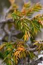 green-leafs-pine-tree-forest-645719.jpg