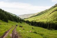 mountains-sky-summer-animals-810900.jpg