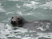 seal-sea-dog-swimming-animal-606238.jpg