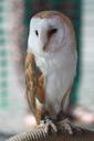 barn-owl-owl-bird-bird-of-prey-397216.jpg