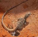 lizard-animal-reptile-wildlife-621857.jpg