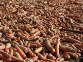 carrots-field-harvested-food-837822.jpg