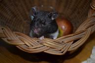 hamster-animal-muzzles-mustache-975462.jpg