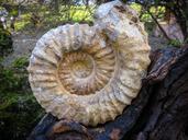 fossil-snail-petrified-1311891.jpg