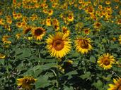 sunflower-sunflower-field-1521878.jpg