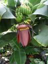 banana-tree-bananas-shrub-358456.jpg