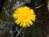 buttercup-dandelion-flowers-1395965.jpg