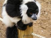 lemur-maki-monkey-maki-zoo-monkey-618695.jpg