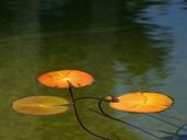 pond-reflecting-lake-landscapes-386891.jpg