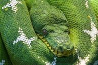 snake-python-animal-scale-creature-540656.jpg