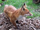 animals-fuchs-forest-nature-655256.jpg