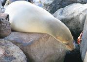 seal-galapagos-crab-nature-534795.jpg