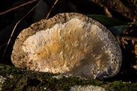 fungus-cream-brown-mushroom-882620.jpg