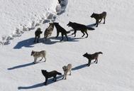 wolves-wolf-pack-canis-lupus-221304.jpg