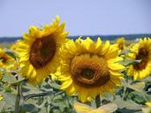 sunflower-field-rural-1146375.jpg