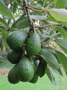 avocado-avocado-fruit-fruit-tree-1304022.jpg