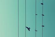 birds-flight-wires-sky-209280.jpg