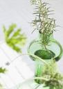 Fresh-rosemary-bound-and-rosemary-sprigs-in-a-glass.jpg