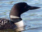 loon-bird-nature-lake-black-white-458493.jpg