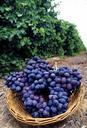 grapes-autumn-royal-seedless-fruit-520802.jpg