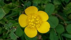 buttercup-pointed-flower-yellow-377302.jpg