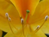 stamp-pollen-blossom-bloom-pistil-800719.jpg