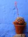 flowerpot-plant-decoration-red-43272.jpg