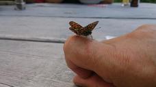 butterfly-tame-animal-sit-nature-614548.jpg