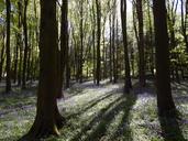 bluebell-wood-flowers-springtime-905626.jpg