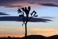 joshua-tree-sunset-landscape-desert-1075719.jpg