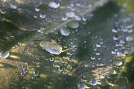 water-leaf-droplets-beautiful-375953.jpg