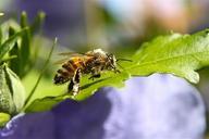 bee-pollen-hibiscus-insect-bush-573984.jpg