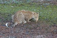 leopard-animal-predator-1086908.jpg