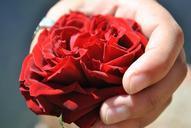 red-rose-rosa-hand-flower-1126953.jpg