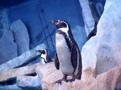 birds-penguins-animals-bird-zoo-194899.jpg