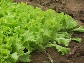 farm-organic-farm-lettuce-garden-173184.jpg