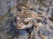 frog-leopard-amphibian-water-647766.jpg