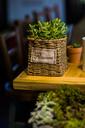 flower-pot-biocountry-succulents-1684985.jpg