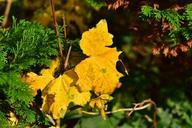 autumn-leaves-yellow-green-1007479.jpg