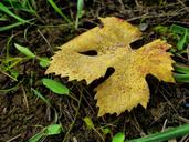 leaves-fall-nature-undergrowth-1188615.jpg