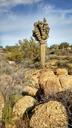 arizona-saguaro-cactus-plant-970699.jpg