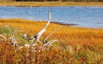 marsh-vegetation-fall-nature-tree-1442136.jpg