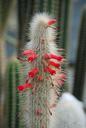 cactus-cactaceae-desert-flower-362205.jpg