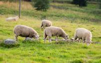 sheep-summer-pasture-countryside-530313.jpg