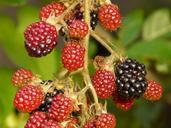 blackberries-berries-fruits-9389.jpg