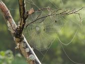 spider-web-tree-branches-pattern-617769.jpg