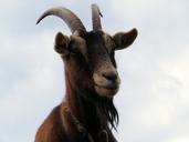 bock-goat-billy-goat-horns-animal-1138079.jpg